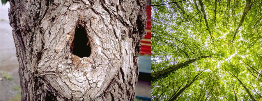 Nash Tree Consultancy - Aerial Tree Inspections