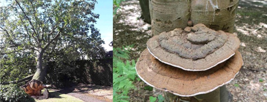 Nash Tree Consultancy - Tree Risk Inspections and Condition Surveys