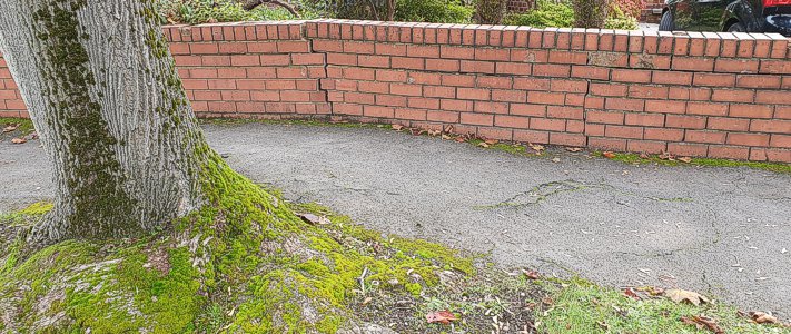 Nash Tree Consultancy - Tree Root Damage Investigation