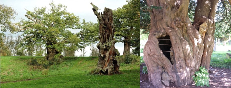 Nash Tree Consultancy - Veteran Tree Management